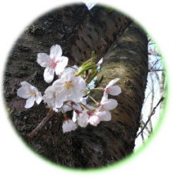 センターの桜花