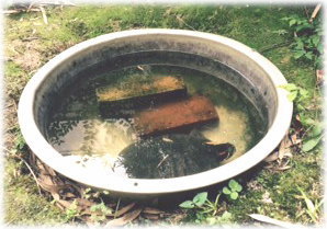 センター中庭のカメキチ