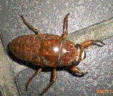 �Z�~�̗c��