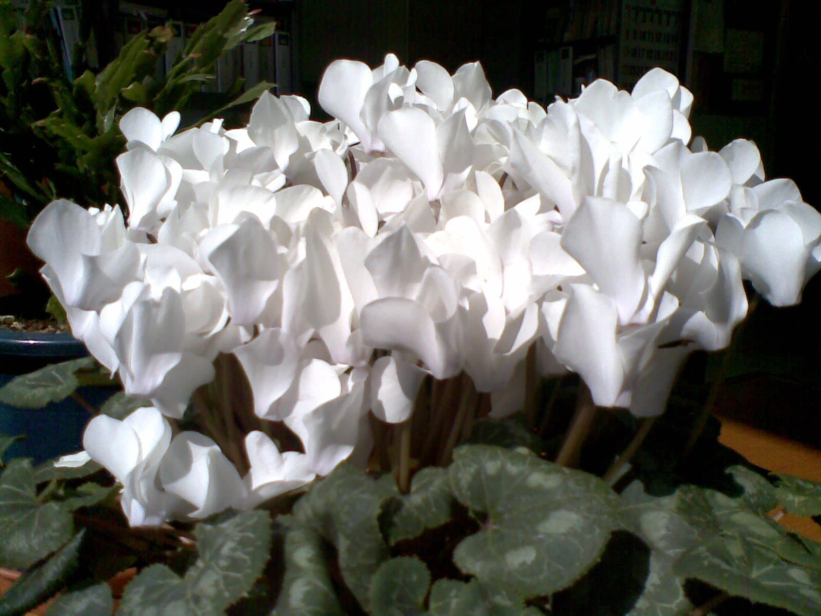 �V�N������