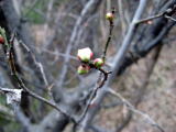 ume