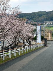 センターの桜