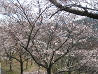 �Z���^�[�ւ̍⓹