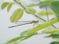 �C�g�g���{