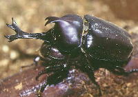 �J�u�g���V