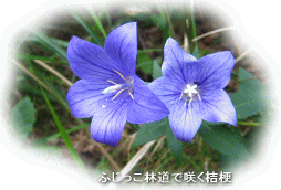 �ӂ������ѓ��ō炭�j�[