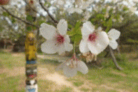 ���C�̉Ɓu�ǂ��̍L��v�̉ԁX