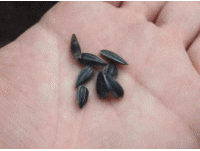 ���C�̉Ɓu�Ђ܂��̉Ԓd�v