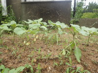 ���C�̉Ƃ̂Ђ܂��