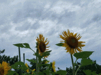 ���C�̂Ђ܂��