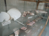 �ٓ��̐�����