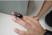 �~���}�N���K�^�̉摜