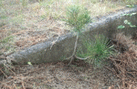 �u���C�̉Ɓv�̎��_�̉摜