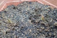 �`���[���b�v�̉�̉摜