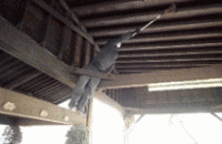 ���C�̉�_�e�[�u���̃y���L�h��