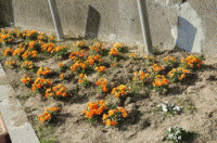 ���C�̉Ƃ̉Ԓd�ʐ^