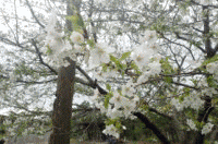 �t�̌��C�̉�