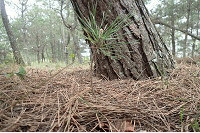 ���C�̃N���}�c