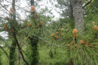 �u���C�̉Ɓv�̃}�c