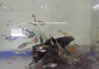 �u���C�̉Ɓv�����̂ڂ�