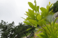 �J�̓��́u���C�̉Ɓv