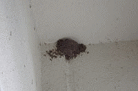 �u���C�̉Ɓv�΂߂̎q���