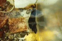 ���C�̉Ɓu�A���t���V�v