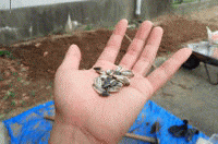 �u���C�̉Ɓv�ň�Ă�Ђ܂��̎�E�A�j���[�V�����摜