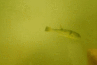 �u���C�̉Ɓv�ň�Ă�N�T�t�O�E�A�j���[�V�����摜