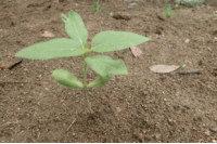 �u���C�̉Ɓv�̊C