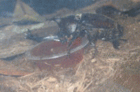 ���C�̉Ƃ́u�J�u�g���V�v�摜