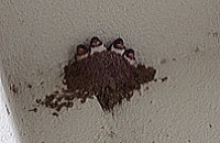 4�C�̂΂ߒB�̎ʐ^