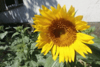 �u���C�̉Ɓv�Ђ܂��̉摜