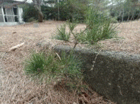 �u���C�̉Ɓv���̔閧