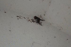 �u�V�N�x���X�^�[�g���܂����B�v�A�j���[�V�����摜