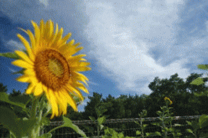 �u���C�̉Ɓv�Ђ܂��