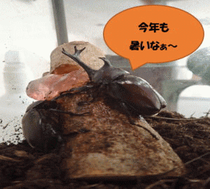 �u���C�̉Ɓv�J�u�g���V�A�j���[�V�����摜