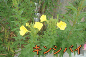 �u���C�̉Ɓv���Ԃ̃A�j���[�V�����摜