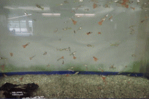 �u���C�̉Ɓv�A�N�A���E���I