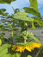 �u���C�̉Ɓv�Ђ܂��