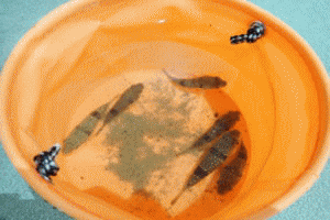 �u���C�̉Ɓv�N�T�t�O�̃A�j���[�V�����摜