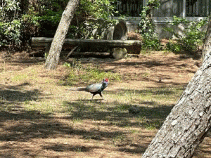 �u���C�̉Ɓv�A�j���[�V�����摜