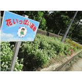 �Ԃ����ς��^��