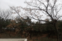 ���C�̃Z���_���̎�