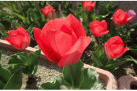 ���C�̉Ƃ̃`���[���b�v