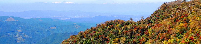 �p�F�R�̍g�t