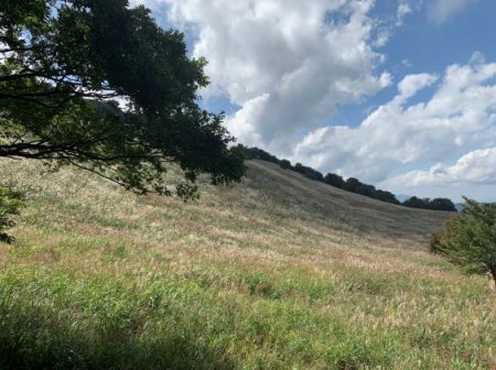 �p�F�R�N�̉Ƃ̃X�X�L�̎ʐ^