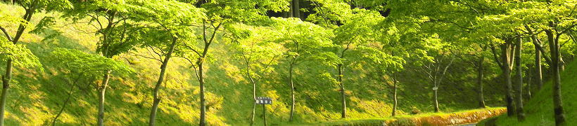 �p�F�R�̐V��